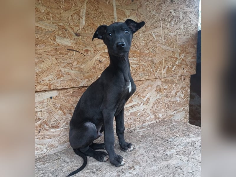 Sancho Tierschutzhund sucht ein Zuhause