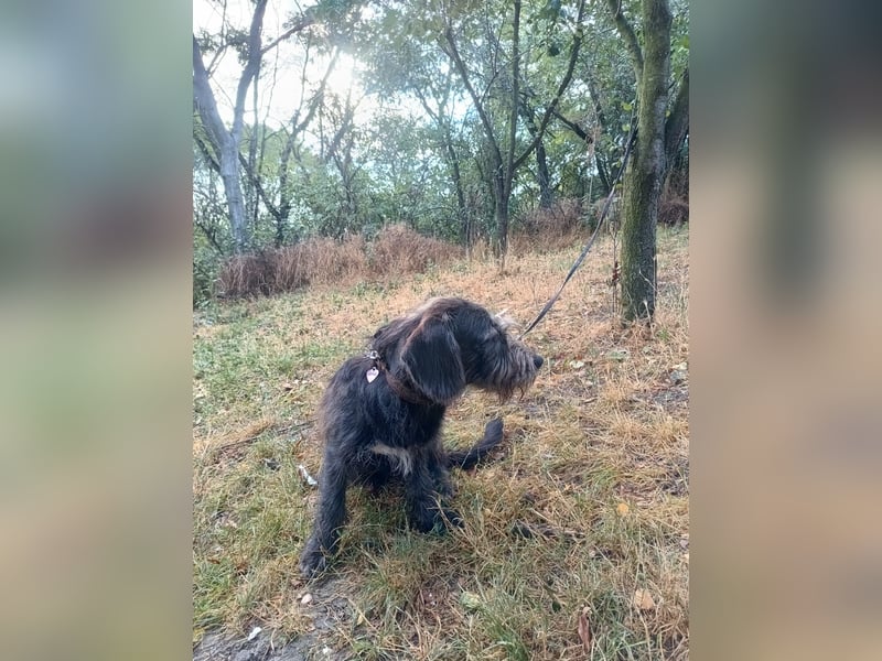 Champ Tierschutzhund sucht ein Zuhause
