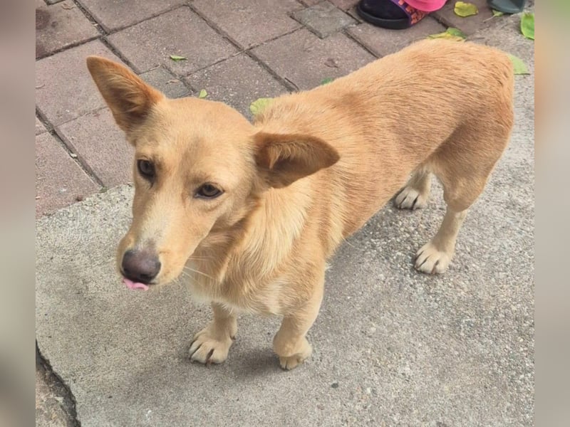 Die kleine süsse Lizzy liebt Menschen+Hunde,und möchte Rumänien schnell verlassen