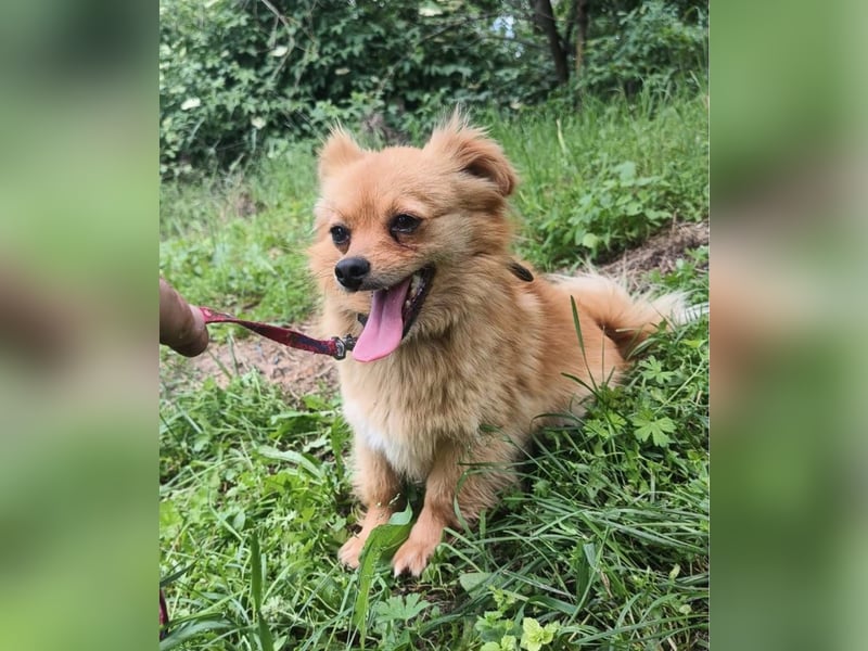 Luna Tierschutzhund sucht ein Zuhause