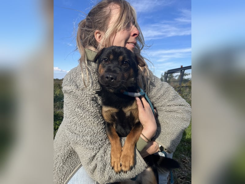 Kolos der gute-Laune-Hund
