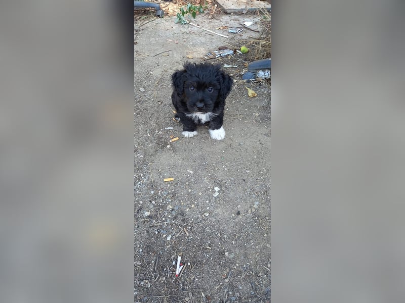 Lucky - kleiner Rüde sucht liebevolles Zuhause