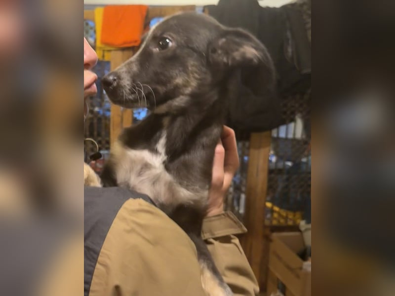 UTAX, aufgeweckter kleiner Entdecker, 4 Monate, 35 cm, Mischling, Tierschutz Rumänien