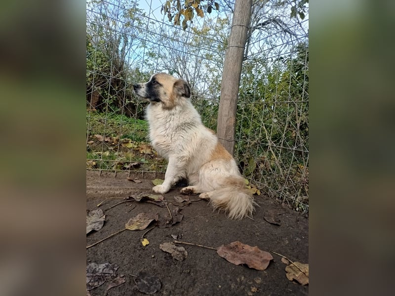 Mogli Tierschutzhund sucht ein Zuhause