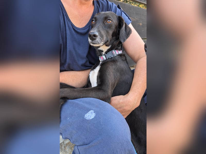 Zauberhafte Sophie wartet in Portugal auf unserem Tierschutzhof!