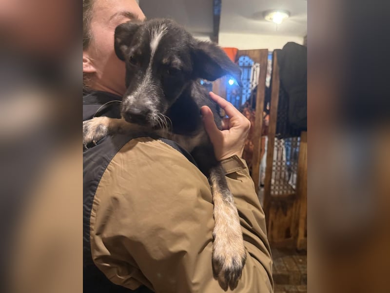 UTAX, aufgeweckter kleiner Entdecker, 4 Monate, 35 cm, Mischling, Tierschutz Rumänien