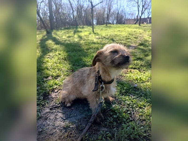 Penny Tierschutzhund sucht ein Zuhause