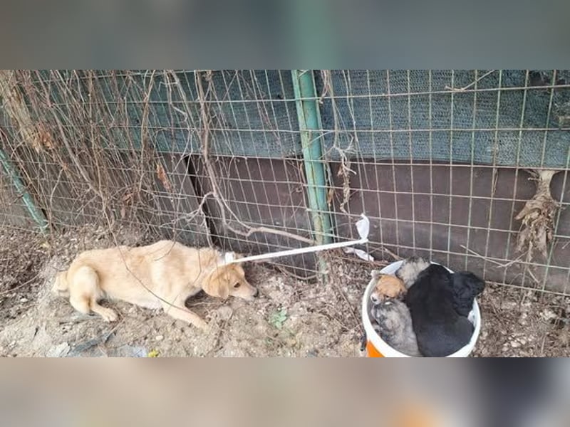 Welpenrüde 890538 sucht seine Menschen