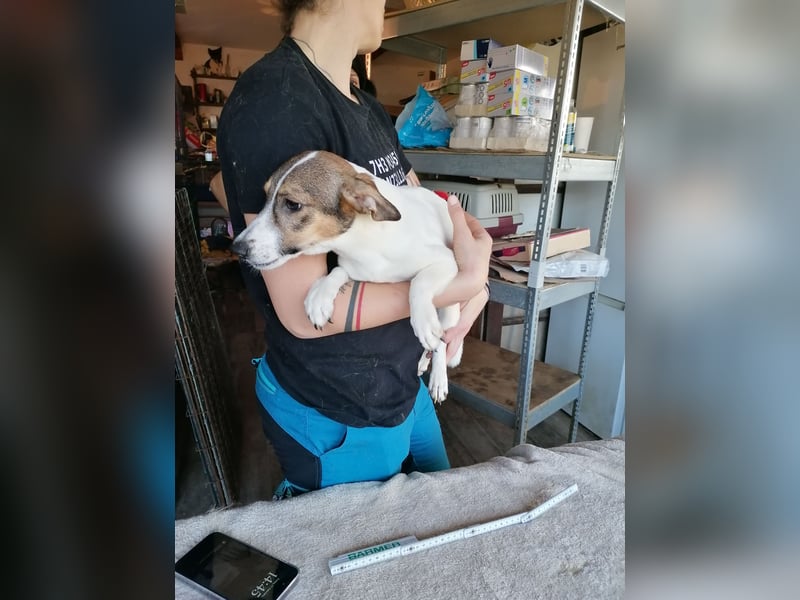 ⭐️MOLLY⭐️, süße Hündin, 3 Jahre, 27cm, Mischling, Tierschutz