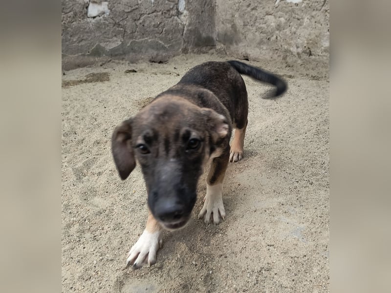 ⭐️ILLA⭐️, aufgewecktes Hundekind, Hündin, 7 Monate, im Wachstum, Mischling, Tierschutz