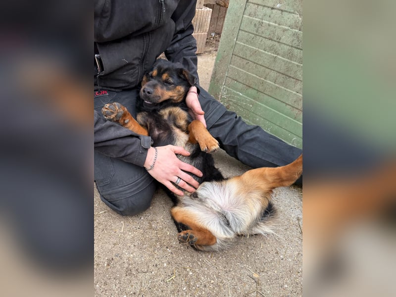 Kolos der gute-Laune-Hund