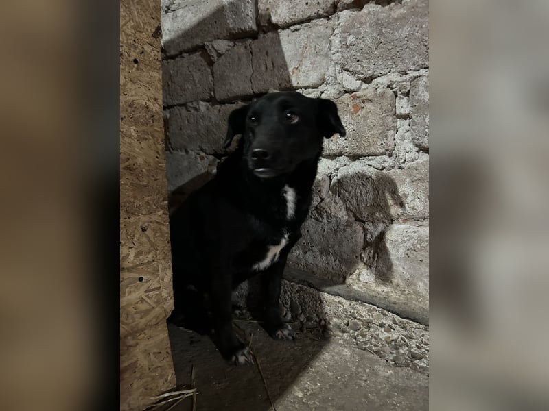 ⭐️RANA⭐️, vorsichtige Hündin, 4,5 Jahre, 38 cm, Mischling, Tierschutz Rumänien