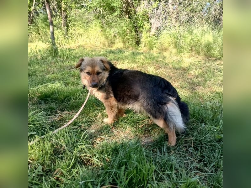 Milly Tierschutzhund sucht ein Zuhause