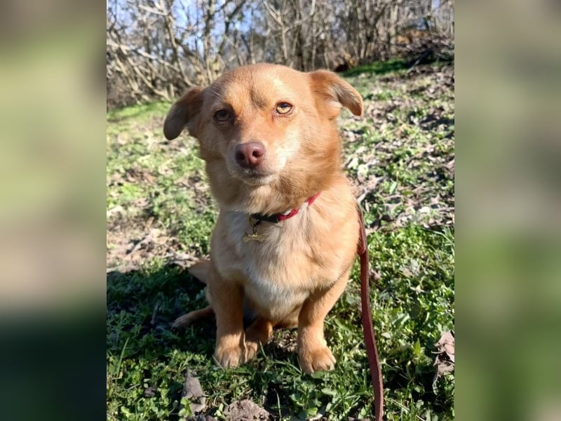 Lina Tierschutzhund sucht ein Zuhause