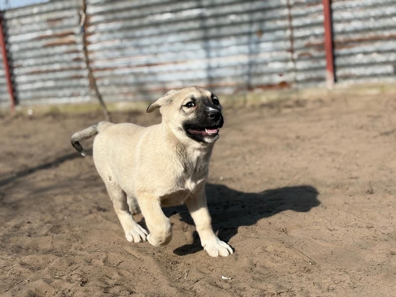 Nala sucht ihr Glück