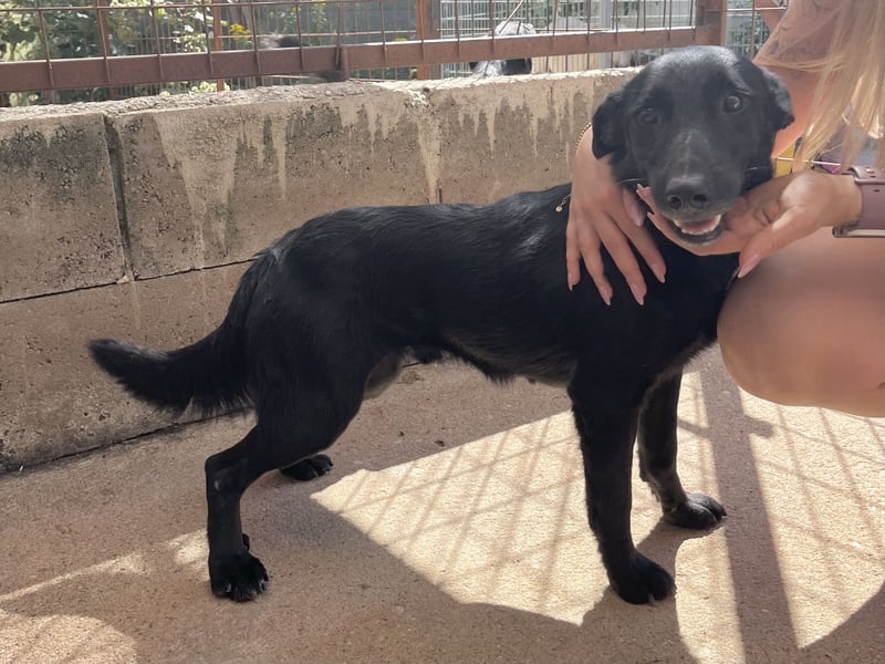 Majka, zarter, lieber Hundemann