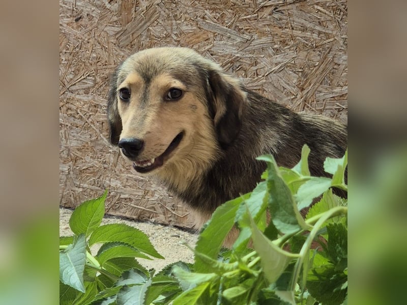 ⭐️ALINE⭐️, zarte Zuckerschnute, Hündin, 1,5 Jahre, 32 cm, Mischling, Tierschutz