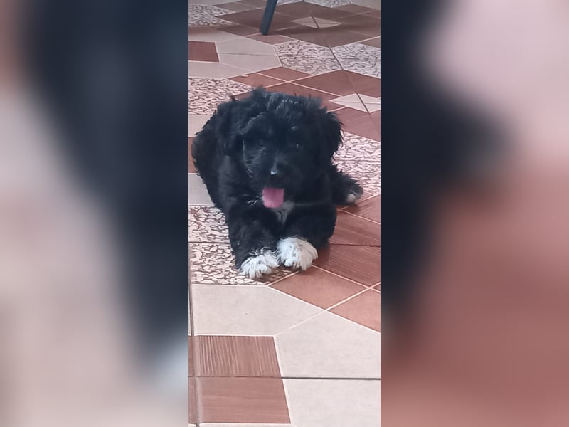 Lucky - kleiner Rüde sucht liebevolles Zuhause