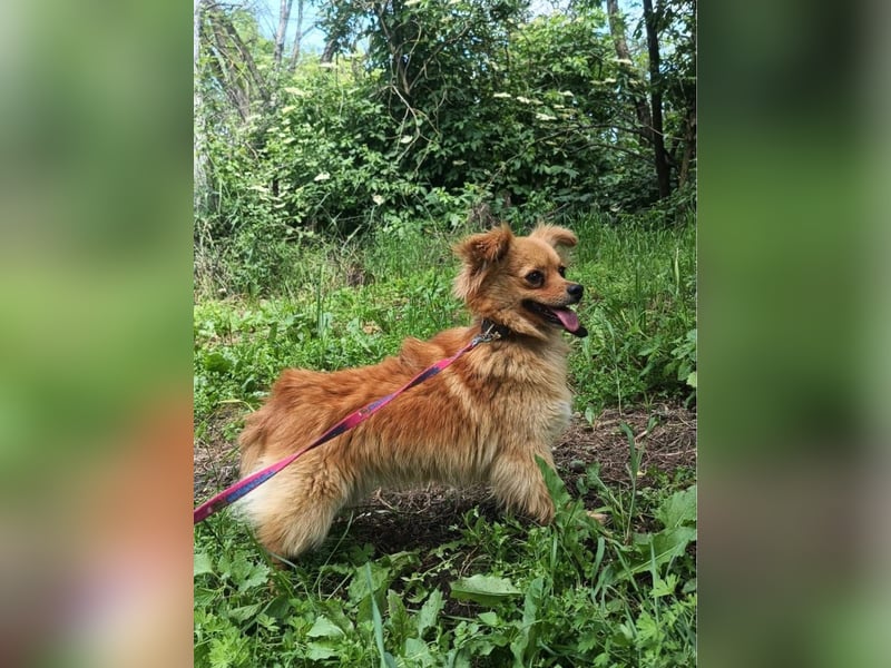 Luna Tierschutzhund sucht ein Zuhause