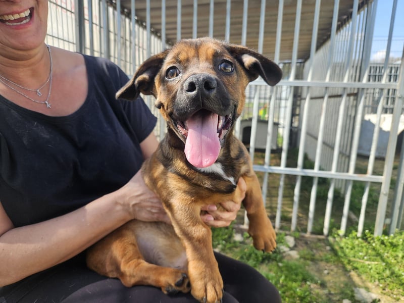 Gazsi sucht seine Menschen