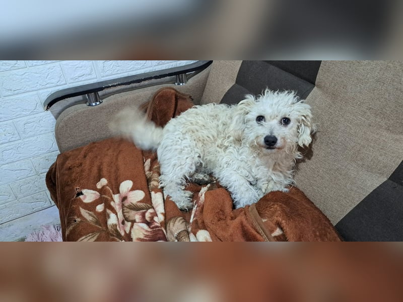 Der kleine Fizz sucht ein liebevolles Zuhause