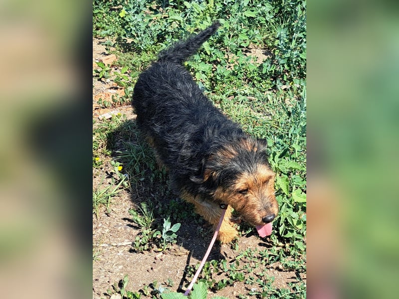 Bubu - kleiner Terrier-Mix mit großem Herzen sucht sein Zuhause