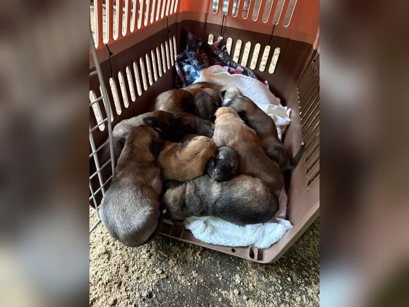 Kleiner Schatz Nash sucht großes Glück