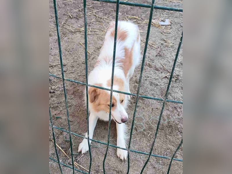 ⭐️ENFY⭐️, fröhlicher Hundejunge, Rüde, 1,5 Jahre, 38 cm, Mischling, Tierschutz