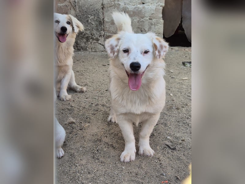 ⭐️FELIA⭐️, reizende Hündin, 1 Jahr, 34cm, Mischling, Tierschutz