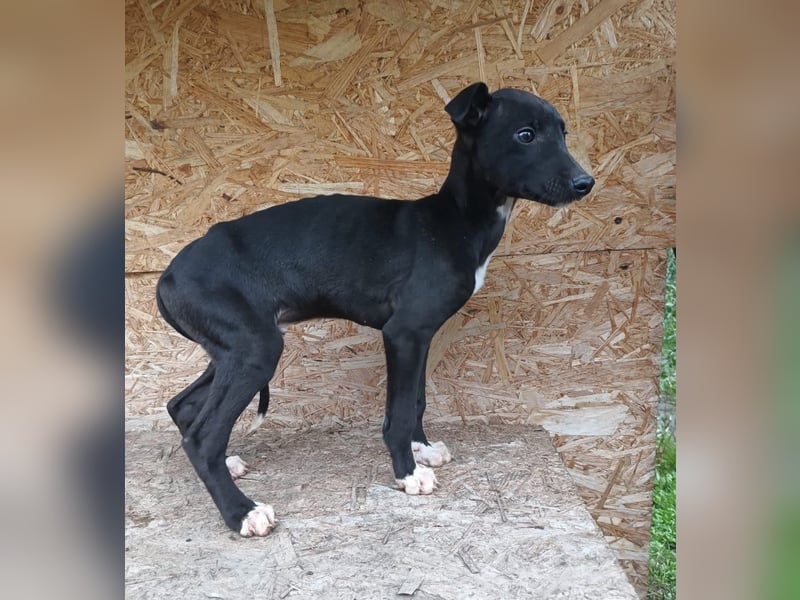 Sonic Tierschutzhund sucht ein Zuhause