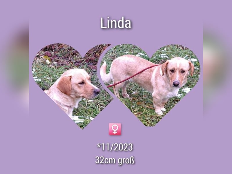 Linda 32cm, möchte Rumänien gerne verlassen