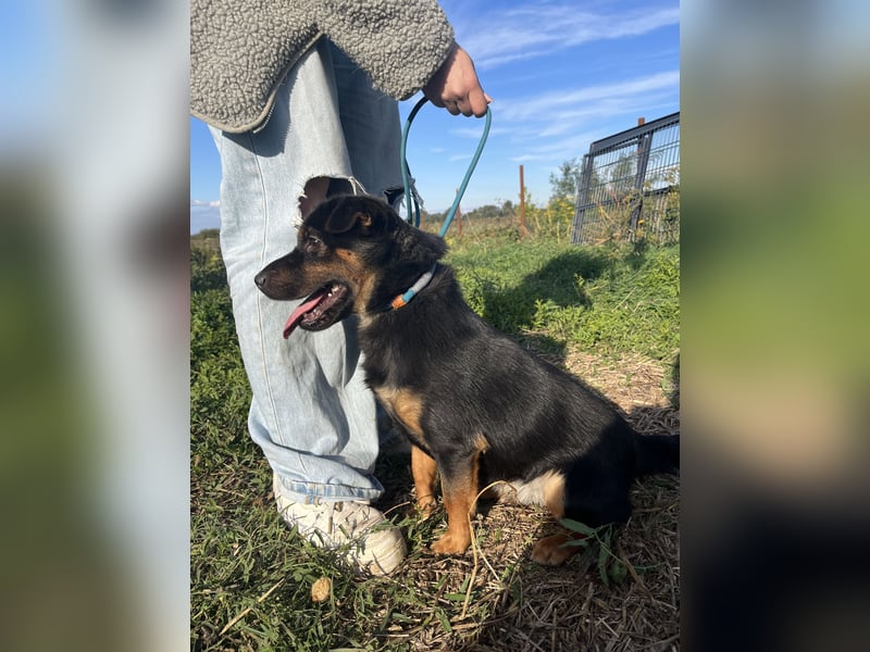 Kolos wartet auf dich