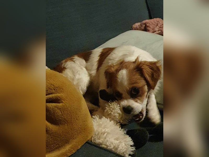 ANA - auf Pflegestelle in 52355 Düren