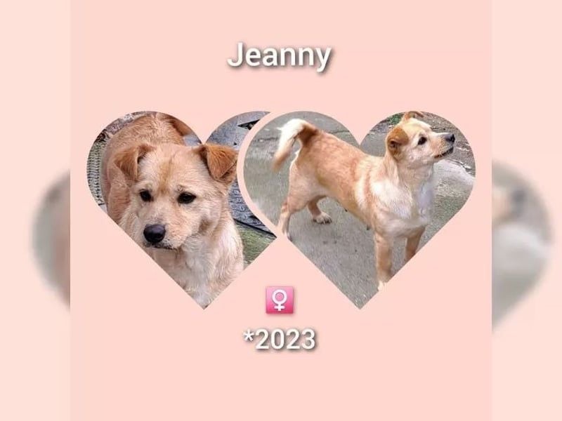 Jeanny, kleine süsse Hündin möchte Rumämien schnell verlassen