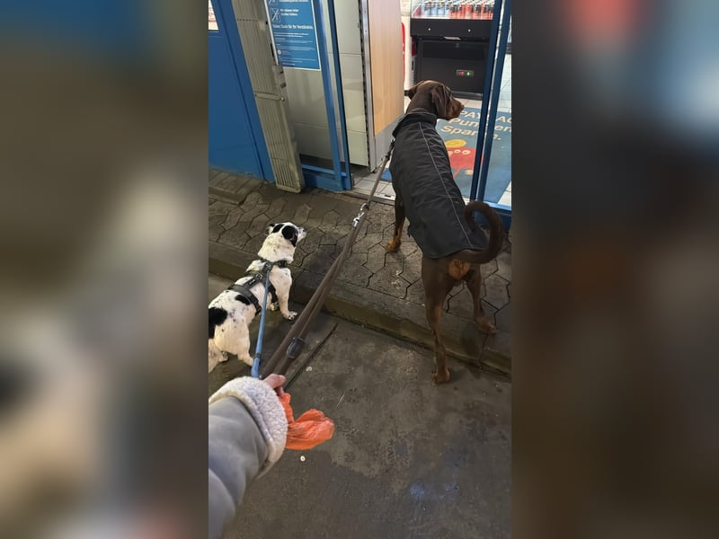 Daisy sucht ihre Herzensmenschen