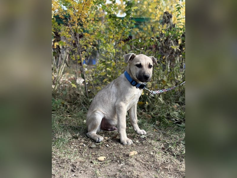 Ozan - wartet auf ein besseres Leben!