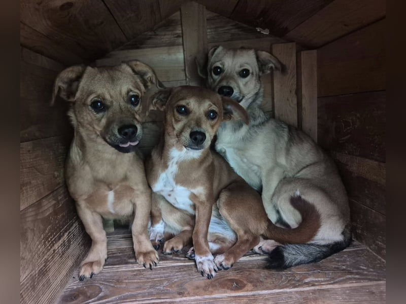 Junge Hündin Sissi sucht ihr Körbchen