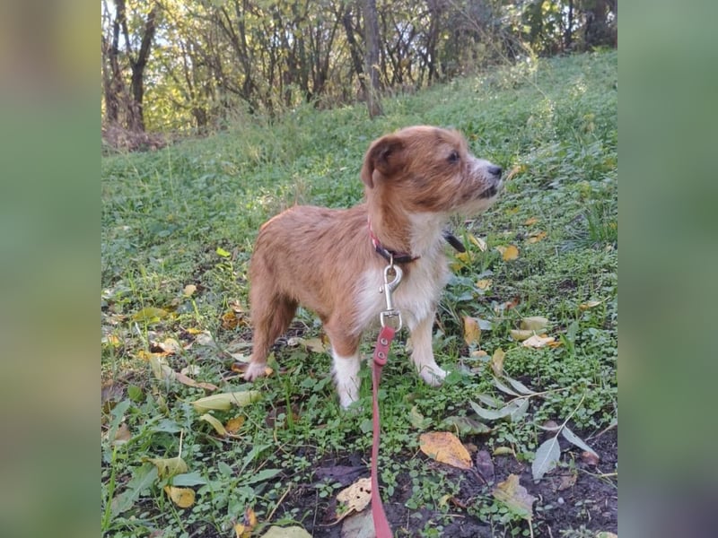 Kaya Tierschutzhund sucht ein Zuhause