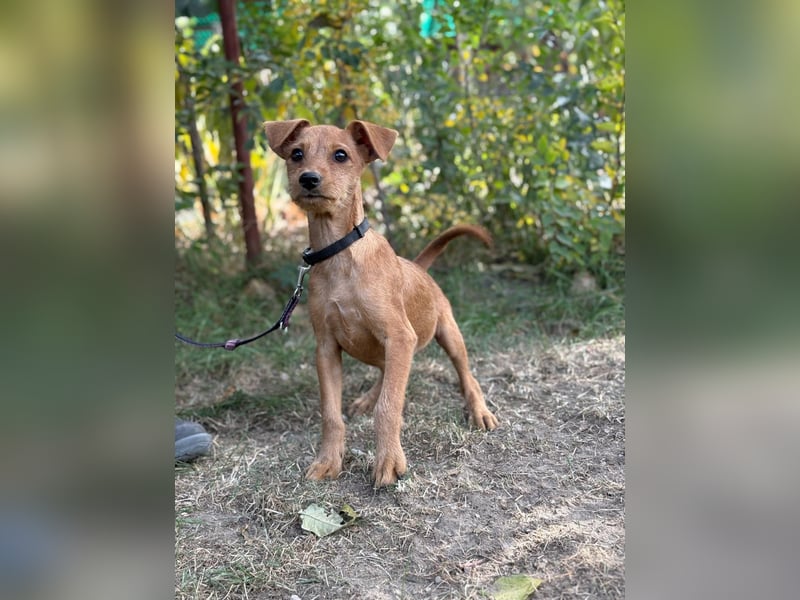 Flynn - Hundekind sucht eine liebevolle Familie!