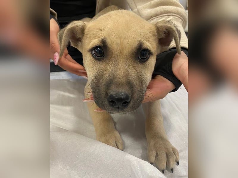 Ozan - wartet auf ein besseres Leben!