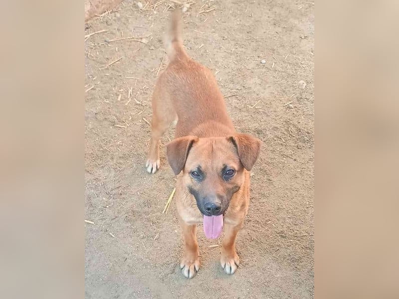 OLLI, lustiger Hundejunge, 1 Jahr, 36 cm, Mischling, Tierschutz