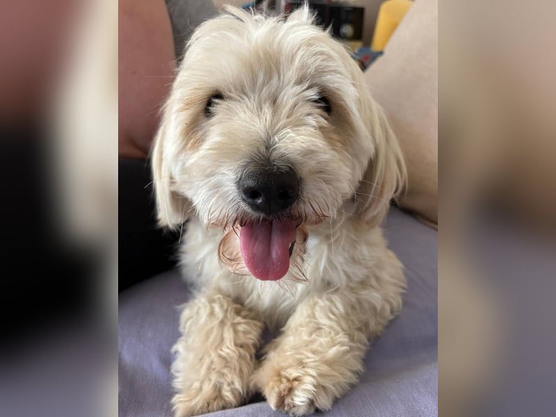 ⭐️PIXIE⭐️, Rüde, 1,5 Jahre, 35 cm, Mischling, Tierschutz