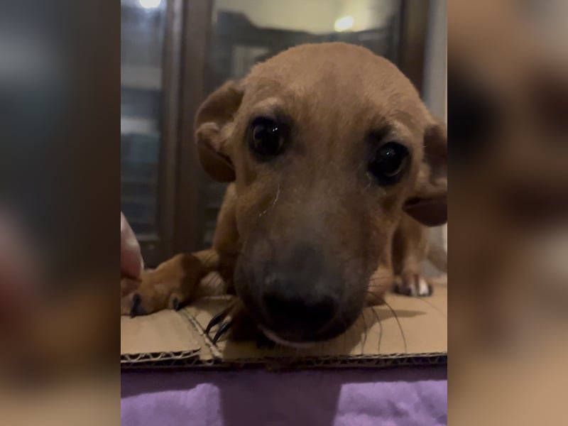 ⭐️BIBOSCH⭐️, Rüde, 4 Monate, 30 cm, Mischling, Tierschutz