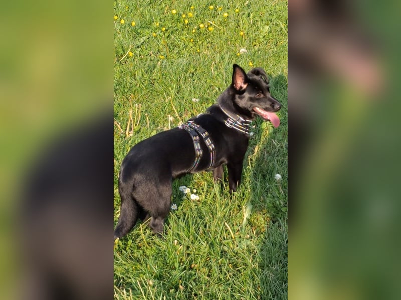 WIMPY, Zuckermädchen, 8,5 Monate, 28 cm, Pflegestelle Mönchengladbach, Tierschutz Rumänien