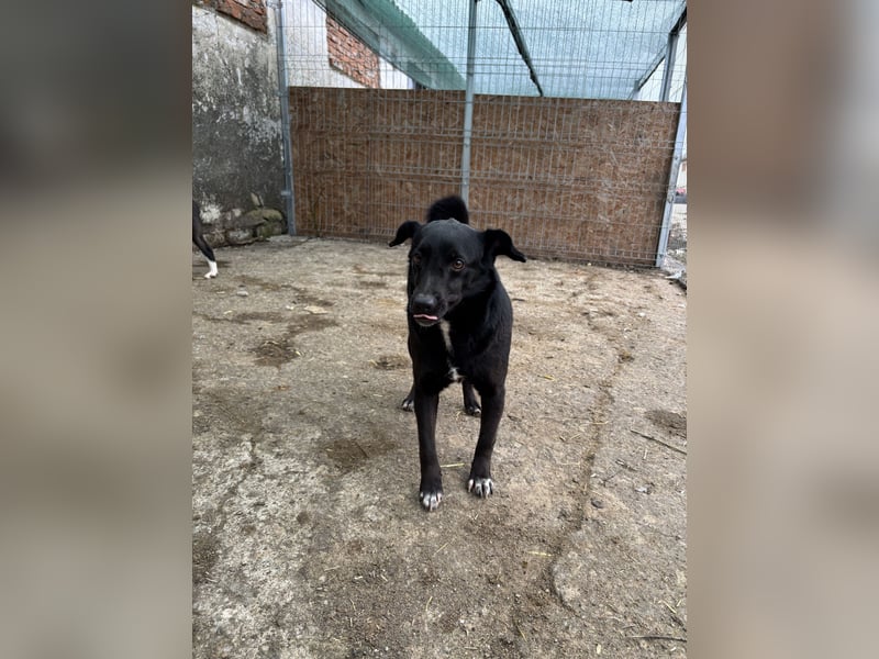 ⭐️RANA⭐️, vorsichtige Hündin, 4,5 Jahre, 38 cm, Mischling, Tierschutz Rumänien