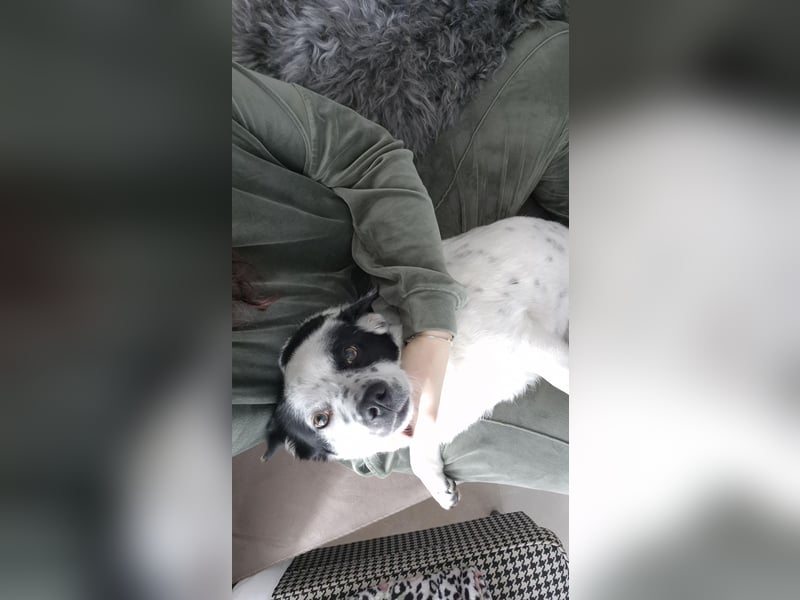 Daisy sucht ihre Herzensmenschen