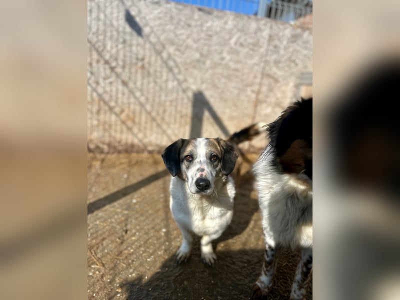 ⭐️BROOKE⭐️, Hündin, 1,5 Jahre, 32 cm, Mischling, Tierschutz