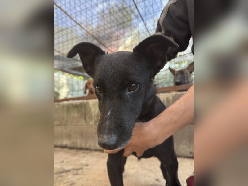 Majka, zarter, lieber Hundemann