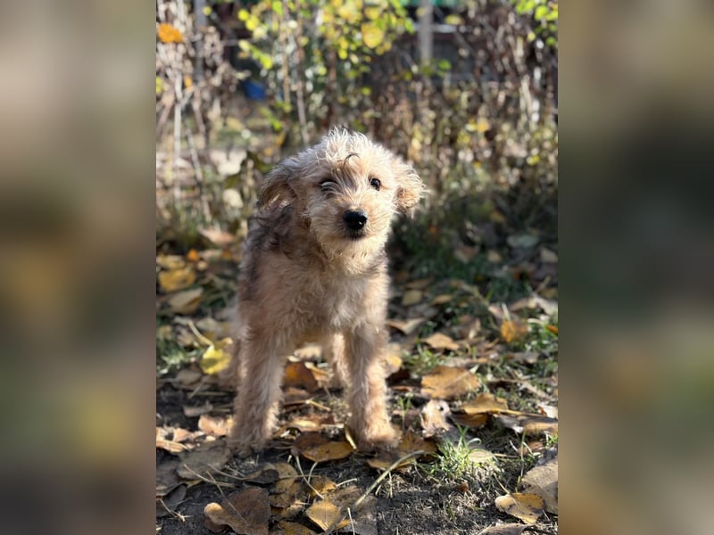 Masni - Zuckersüße Hündin sucht Zuhause