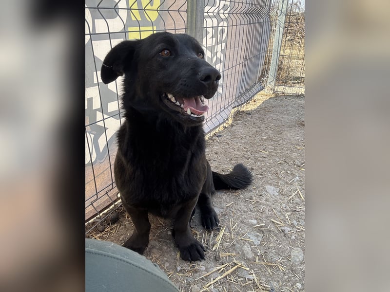 ⭐️MARIUCA⭐️, witzige, kleine Hündin, 3 Jahre, 37 cm, Mischling, Tierschutz